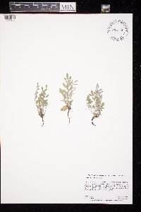 Astragalus lotiflorus image