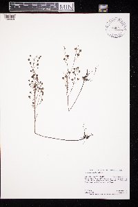 Agalinis tenuifolia image