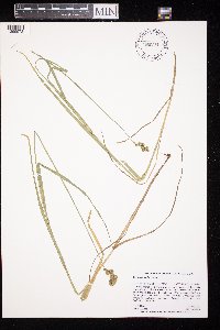 Carex cristatella image