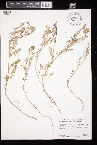 Astragalus flexuosus image