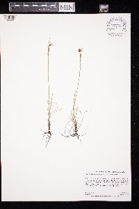 Sisyrinchium montanum image