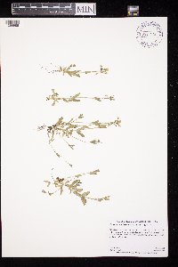 Cerastium brachypodum image