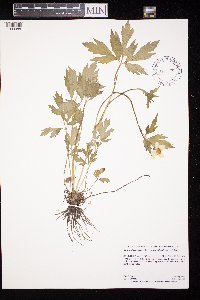 Ranunculus hispidus image