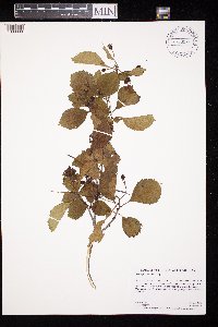 Crataegus punctata image