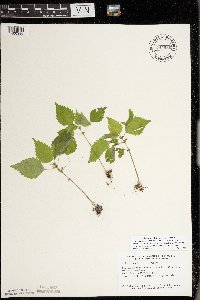 Pilea pumila image