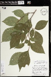 Ulmus americana image