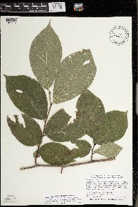 Ulmus rubra image