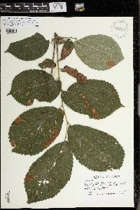 Ulmus rubra image