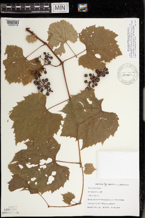 Vitis riparia image