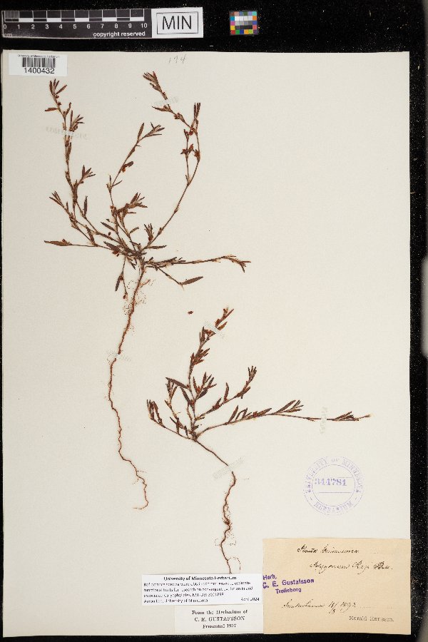 Polygonum oxyspermum subsp. raii image