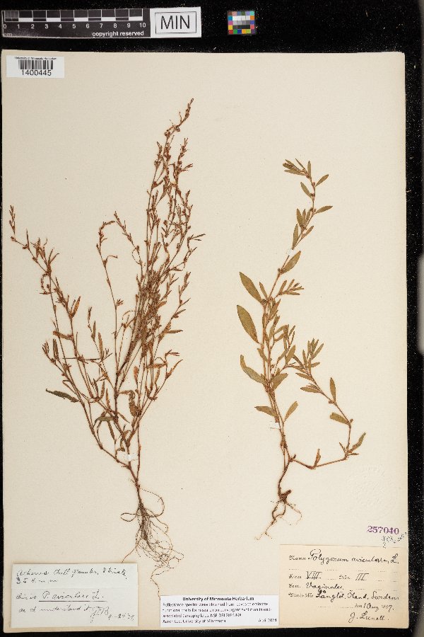 Polygonum aviculare image