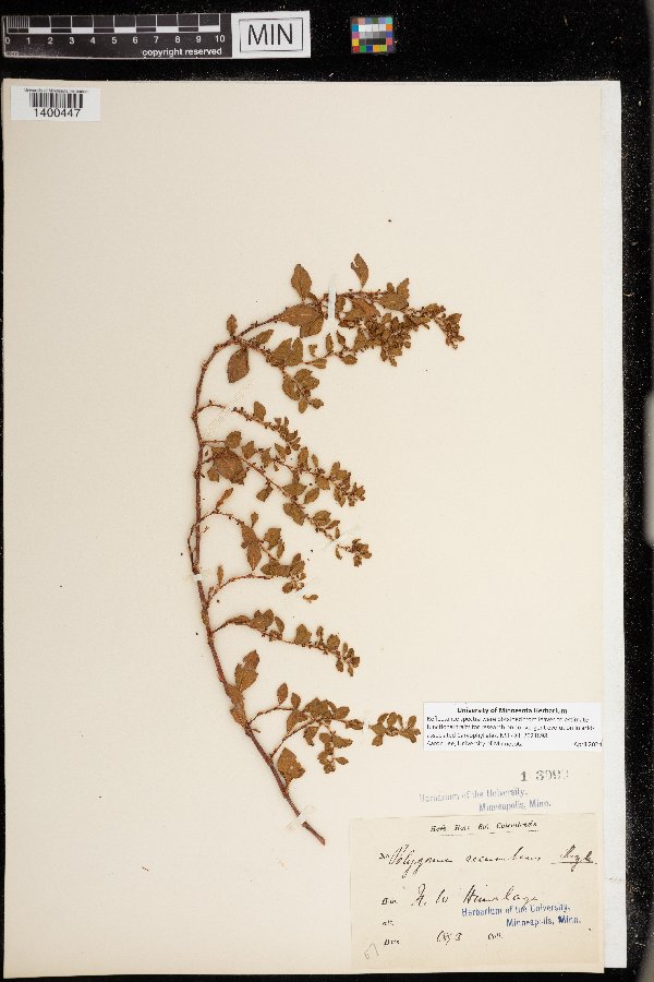 Polygonum recumbens image