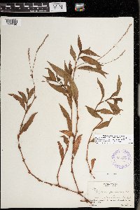 Persicaria punctata image