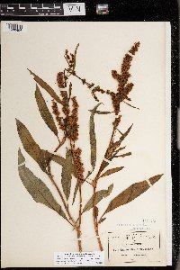 Rumex mexicanus image