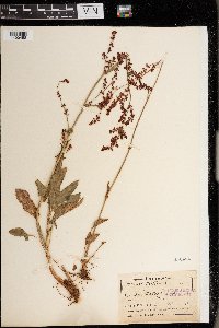 Rumex acetosa image