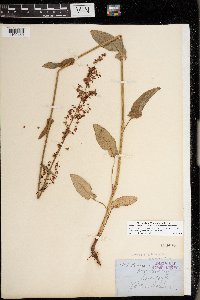 Rumex acetosa image