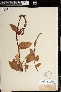 Rumex acetosa image