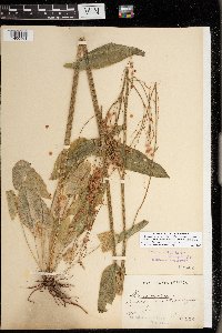 Rumex acetosa image