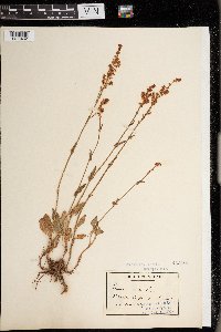 Rumex acetosa image