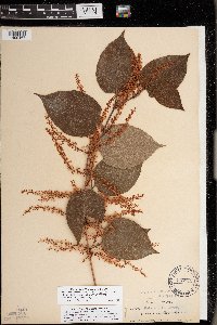 Fallopia japonica image