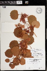 Fallopia japonica image