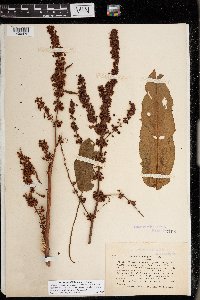 Rumex conglomeratus image