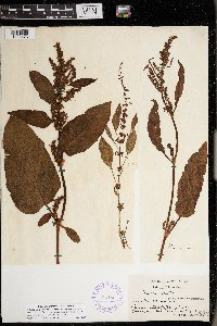 Rumex conglomeratus image