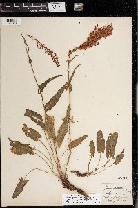 Rumex thyrsiflorus image