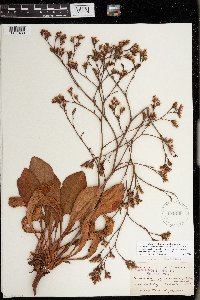 Limonium californicum image