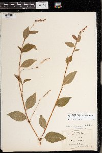 Persicaria hydropiper image