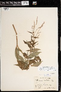 Image of Persicaria barbata