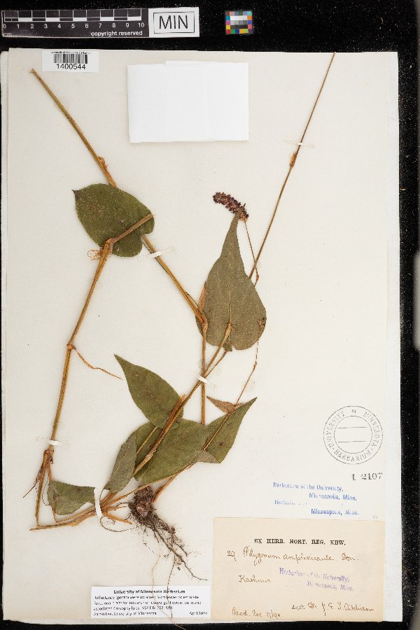 Bistorta amplexicaulis image