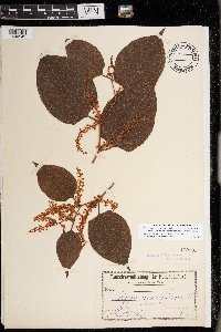 Fallopia japonica image