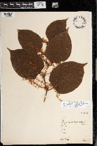 Fallopia japonica image