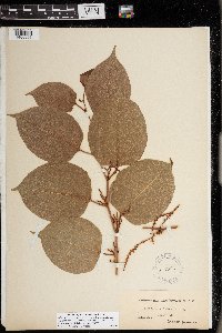 Fallopia japonica image