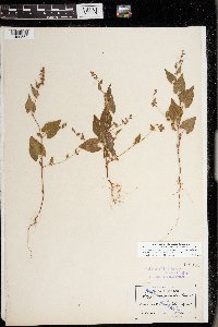 Fallopia convolvulus image