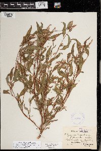 Persicaria lapathifolia image