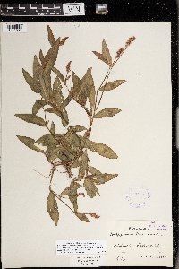 Persicaria maculosa image