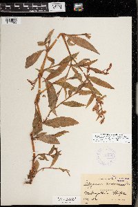 Persicaria lapathifolia image