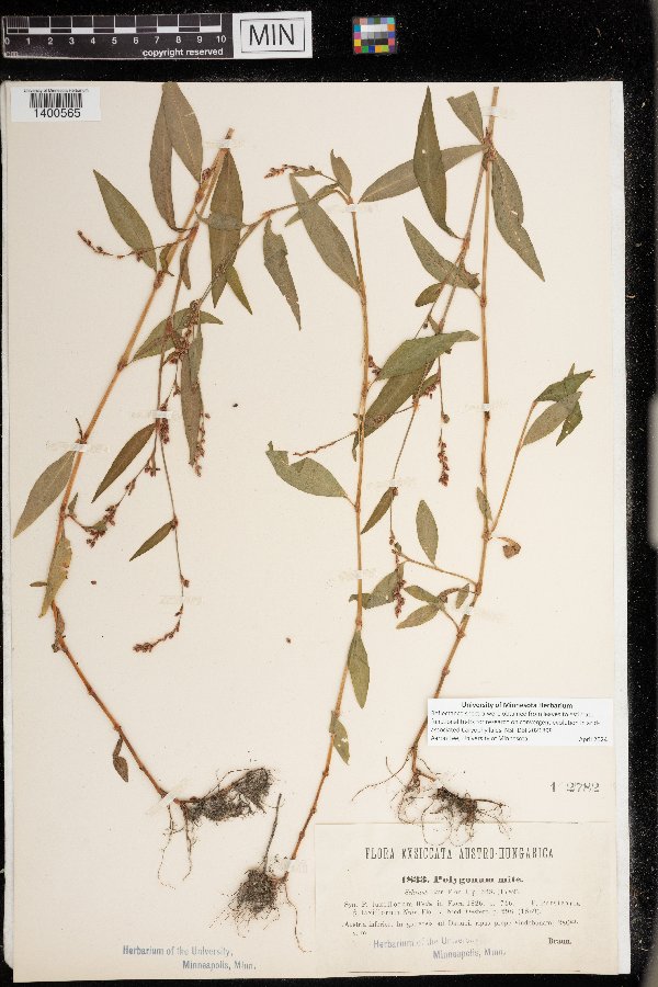 Persicaria mitis image