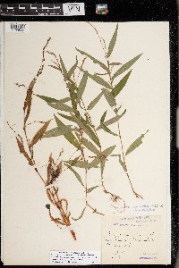 Persicaria mitis image