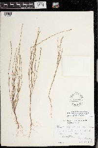 Polygonella articulata image