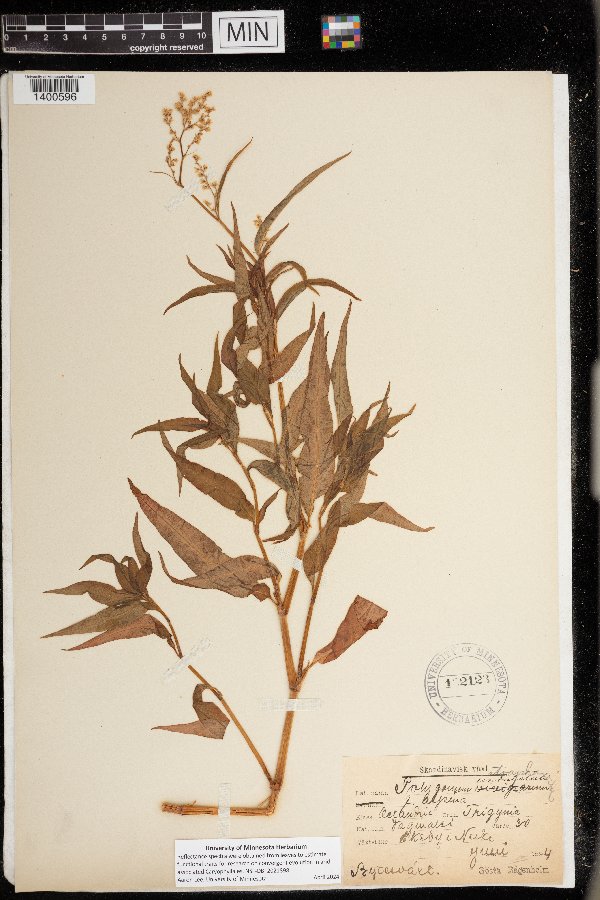 Polygonum undulatum image