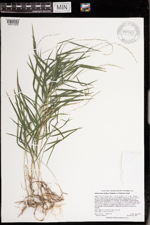 Muhlenbergia sobolifera image