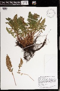 Woodsia ilvensis image