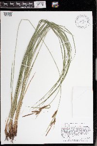 Carex haydenii image