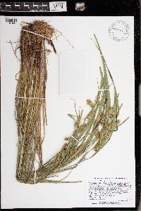 Carex hystericina image