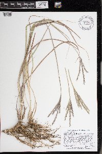 Andropogon gerardii image