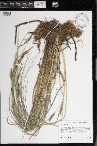 Carex rostrata image