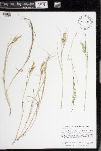 Distichlis spicata image